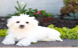 Maltipoo dogs for sale: Cotton - Image 3