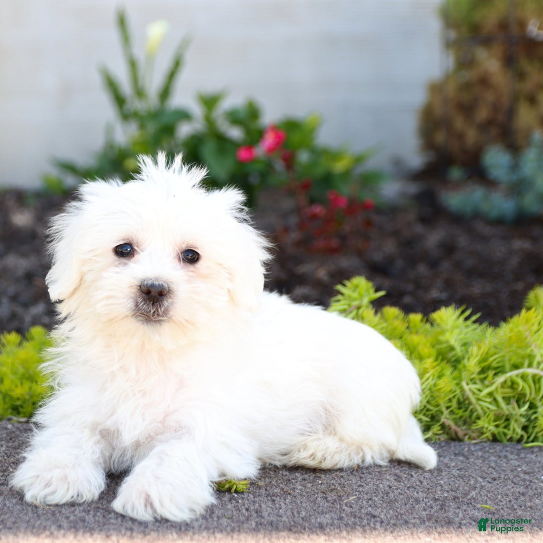 Maltipoo dogs for sale: Cotton - Image 3