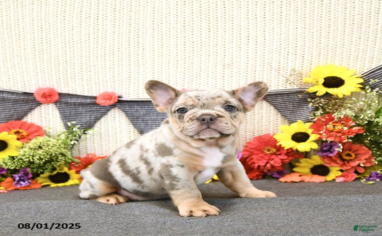 French Bulldog dogs for sale - Ad 2
