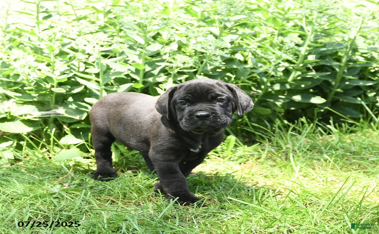 Cane Corso dogs for sale - Ad 3