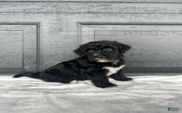 Yochon dogs for sale: Brinley - Image 1