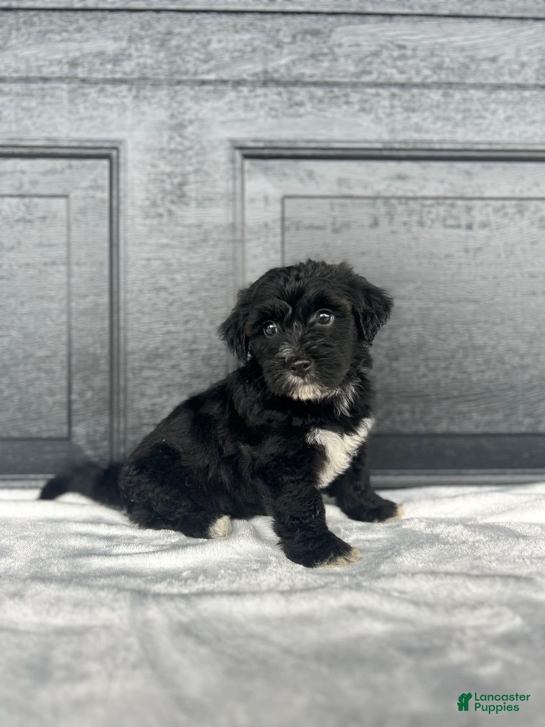 Yochon dogs for sale: Brinley - Image 1