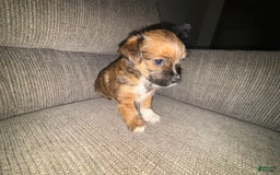 Morkie dogs for sale: Cooper - Image 3