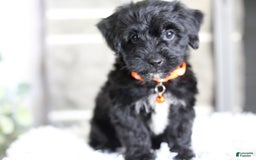 Yorkiepoo dogs for sale: Roo - Image 12