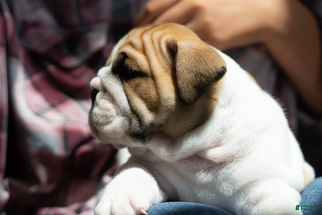 English Bulldog dogs for sale: Rudy - Image 2