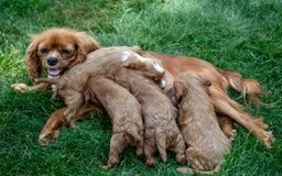 Cavapoo dogs for sale: Belle - Image 4