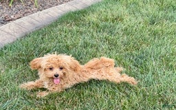 Maltipoo dogs for sale: Sherry - Image 13