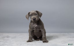 Great Dane dogs for sale: Dillon - Image 4