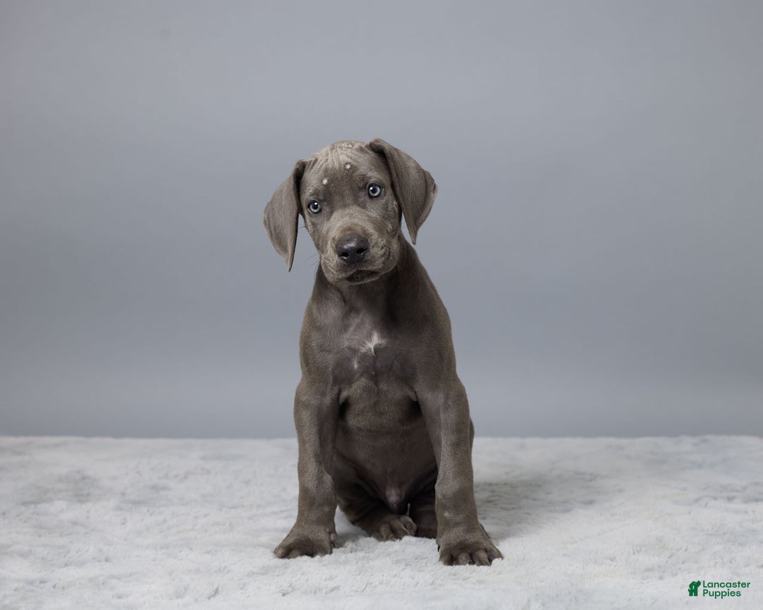 Great Dane dogs for sale: Dillon - Image 4