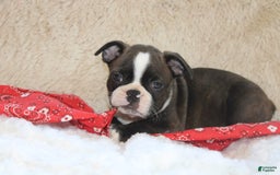 Boston Terrier dogs for sale: Dexter - Image 9