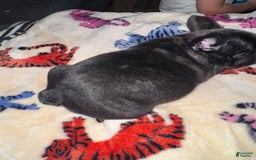 French Bulldog dogs for sale: Luna - Image 1