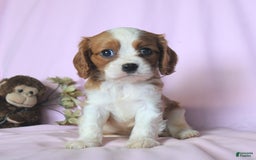Cavalier King Charles Spaniel dogs for sale: Jason - Image 5