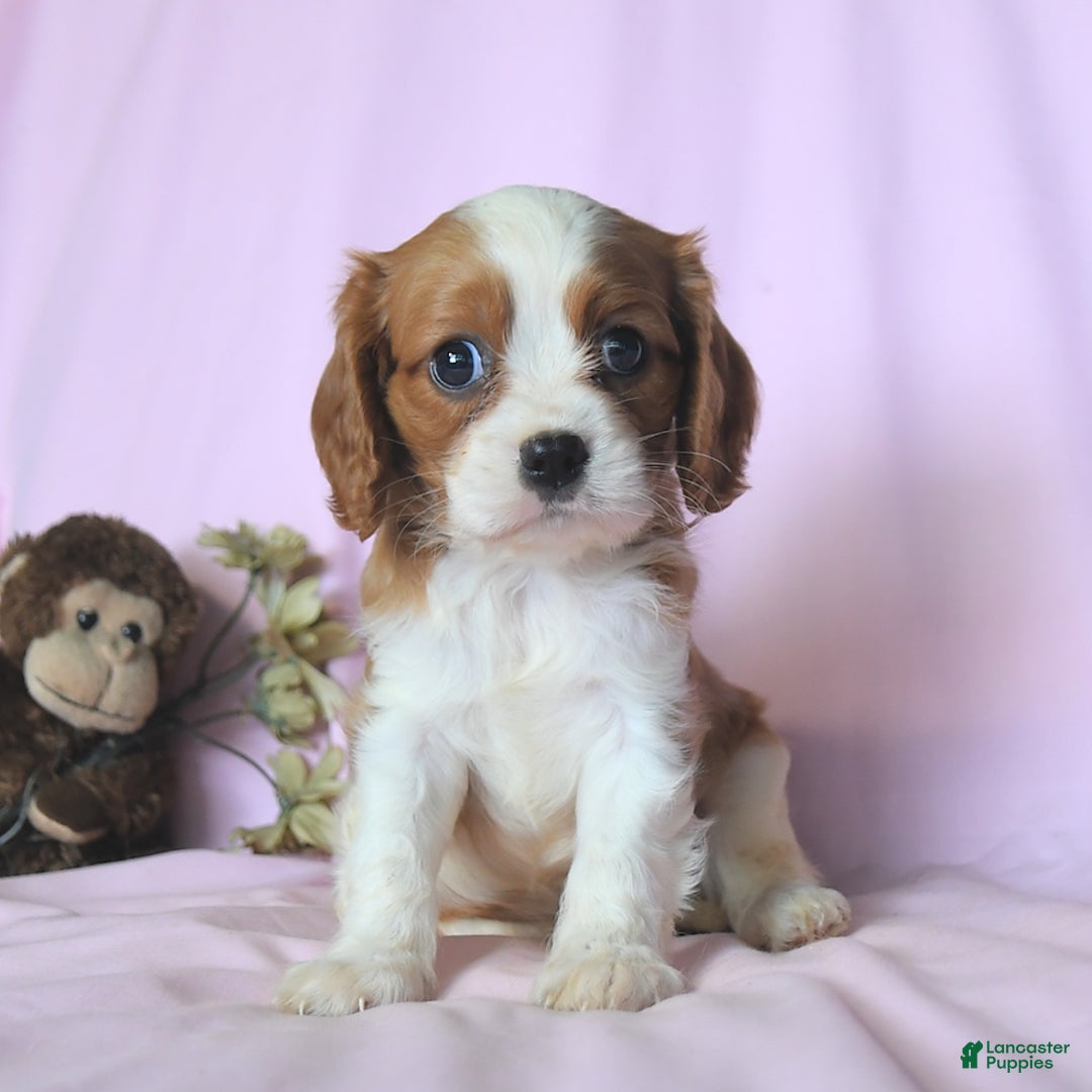 Cavalier King Charles Spaniel dogs for sale: Jason - Image 5