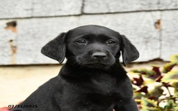 Labrador Retriever dogs for sale: Muffin - Image 4