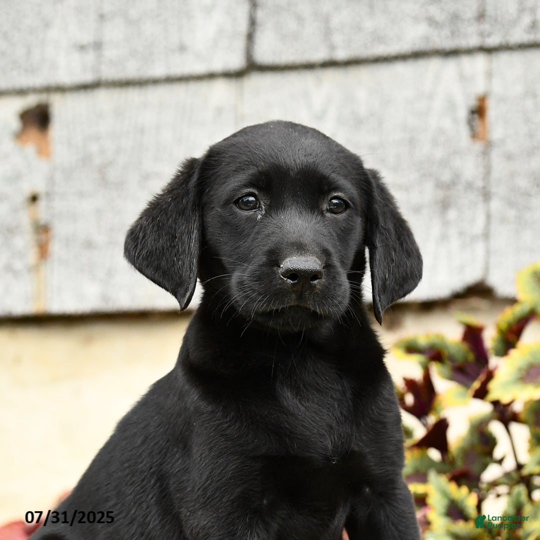 Labrador Retriever dogs for sale: Muffin - Image 4