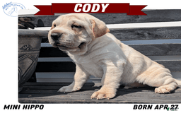 Mini Hippo dogs for sale: Cody - Image 12