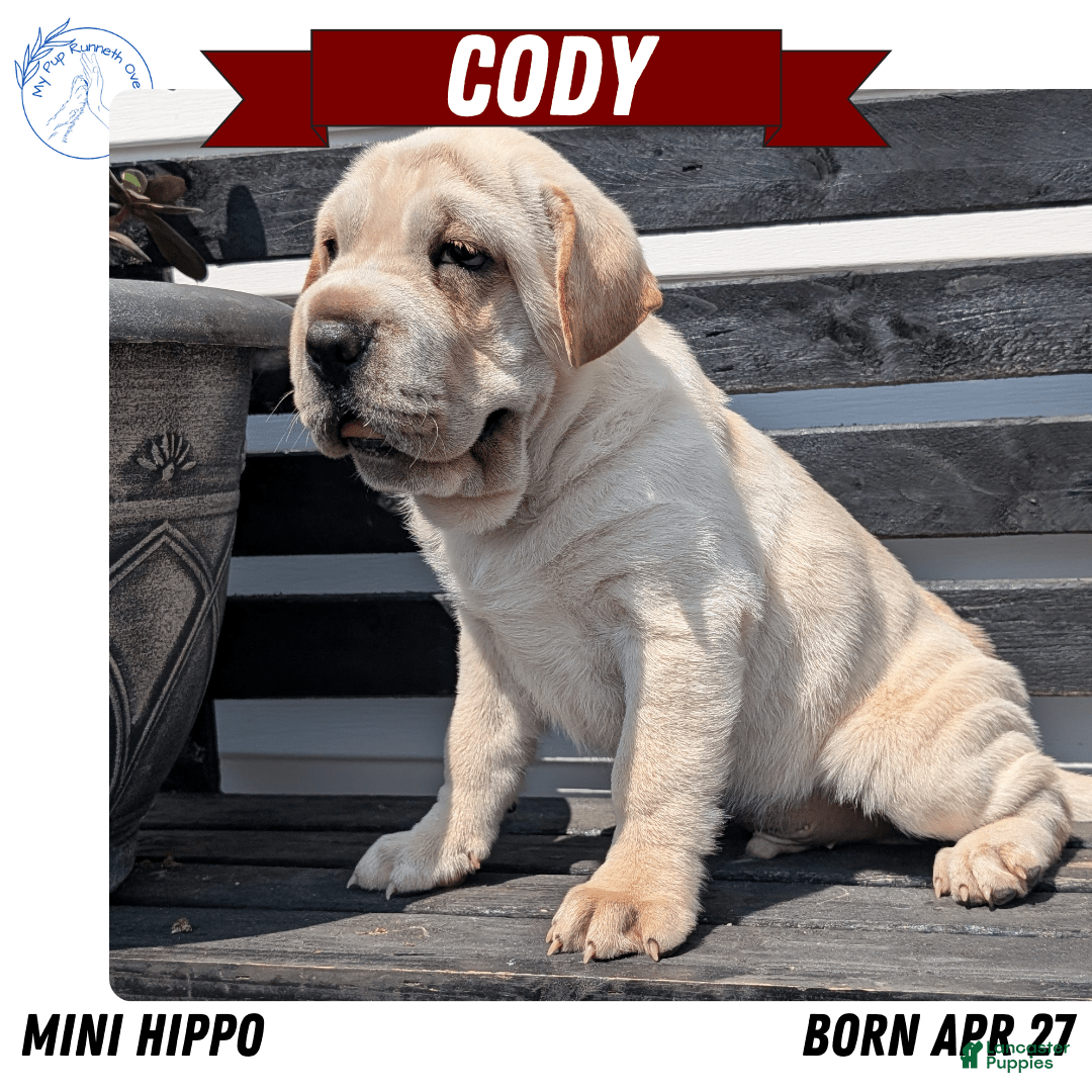 Mini Hippo dogs for sale: Cody - Image 12