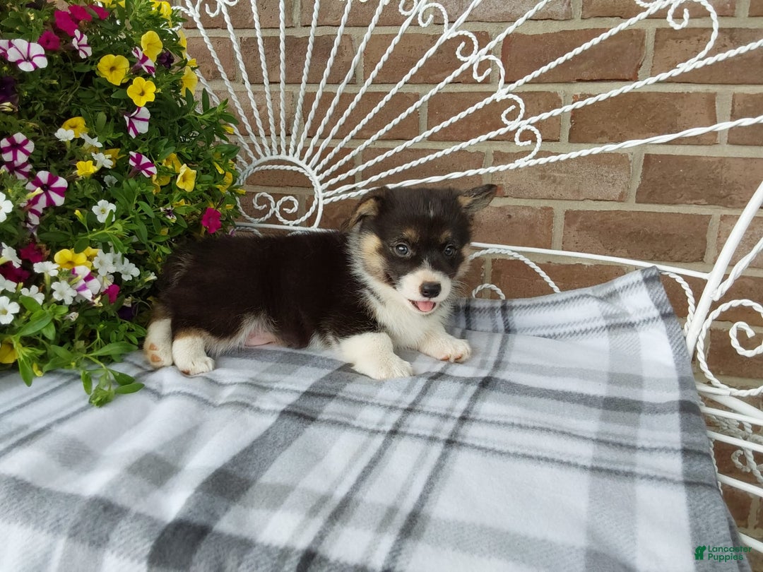 Welsh Corgi Pembroke dogs for sale: Chase - Image 18
