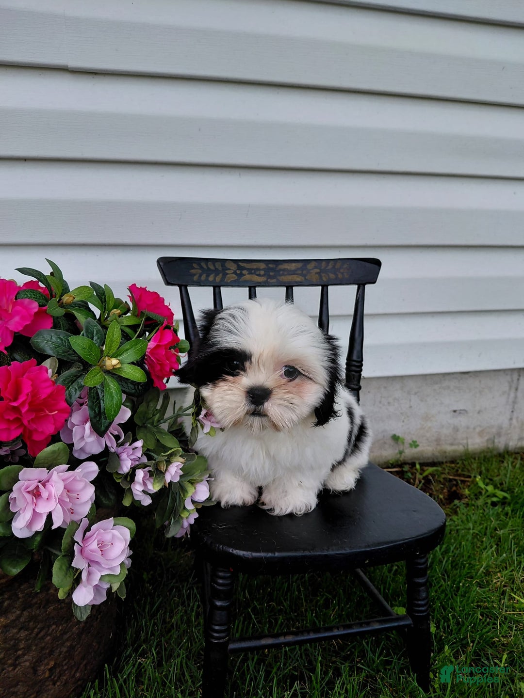 Shih Tzu dogs for sale: Twinkle - Image 3