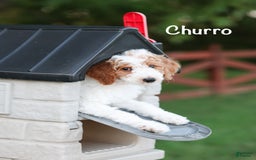Standard Poodle dogs for sale: Churro - Image 2