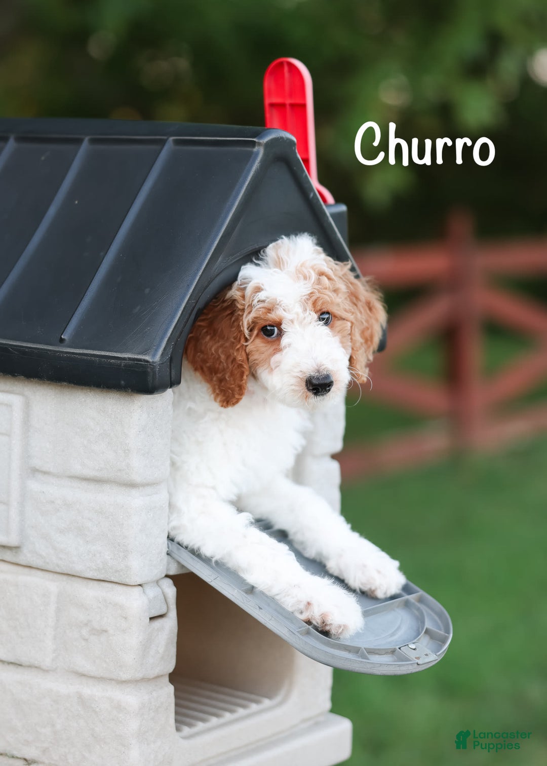 Standard Poodle dogs for sale: Churro - Image 2