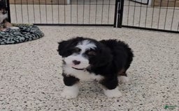 Mini Bernedoodle dogs for sale: Lennon Mini - Image 2