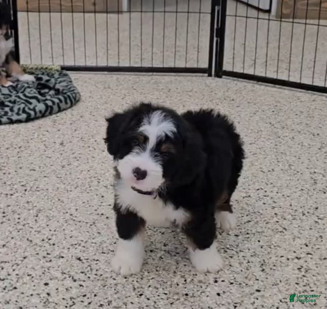 Mini Bernedoodle dogs for sale: Lennon Mini - Image 2