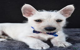West Highland Terrier dogs for sale: Nugget - Image 7
