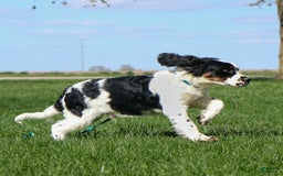 Saint Berdoodles dogs for sale: Buddy - Image 13