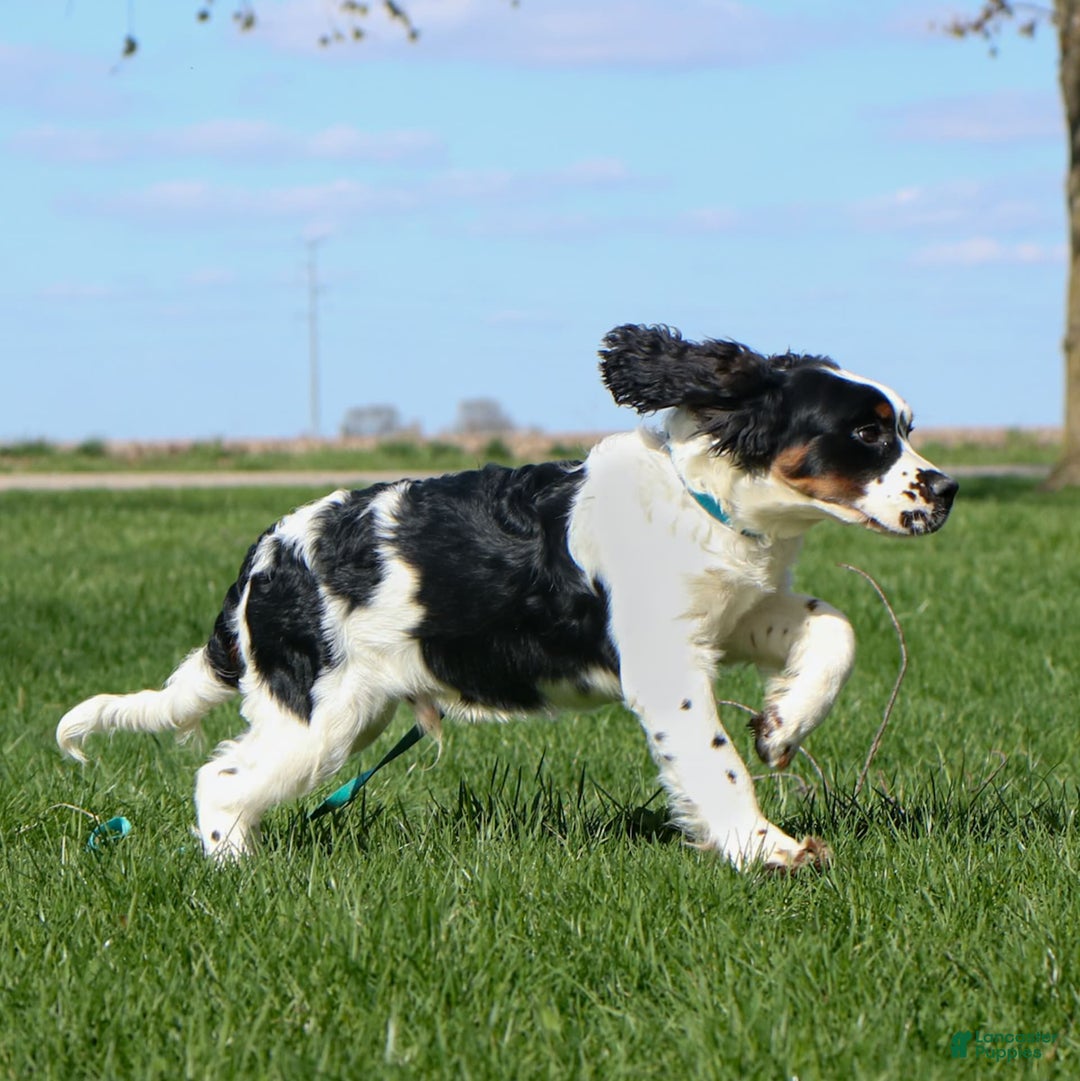 Saint Berdoodles dogs for sale: Buddy - Image 13