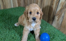 Cavapoo dogs for sale: Sprinkles Boy 2 - Image 8