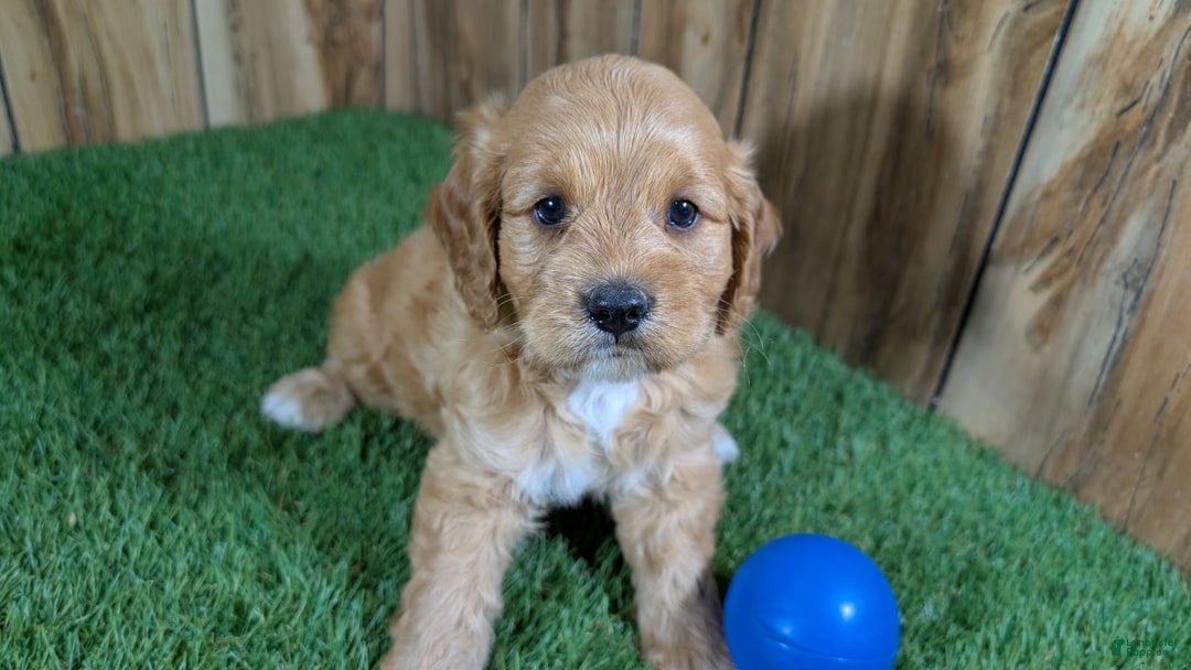 Cavapoo dogs for sale: Sprinkles Boy 2 - Image 8