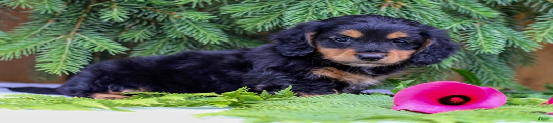 Little Bear