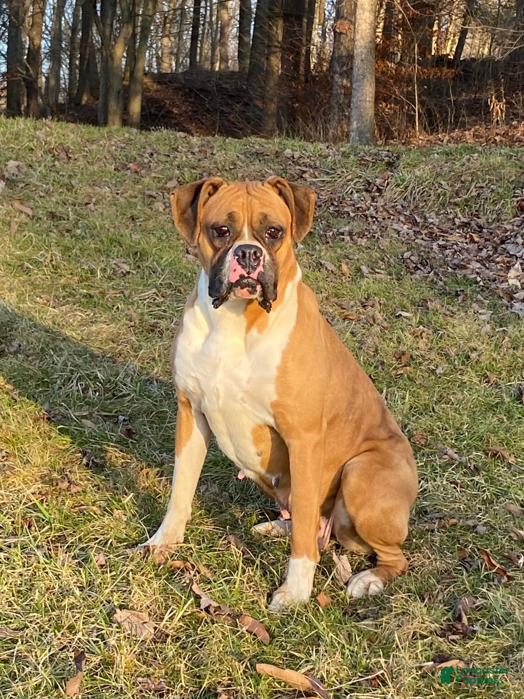 Boxer dogs for sale: Cash - Image 9