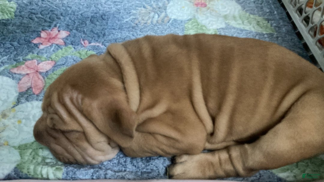 Shar Pei dogs for sale: Feomgo - Image 3