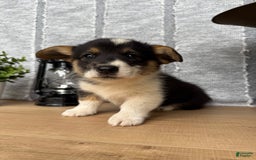 Welsh Corgi Pembroke dogs for sale: Chase - Image 12
