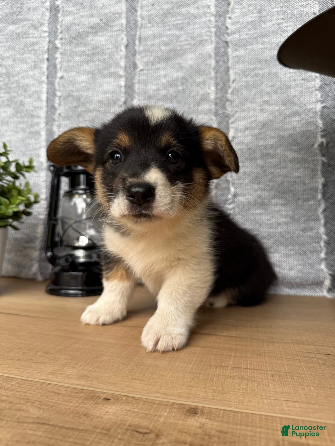 Welsh Corgi Pembroke dogs for sale: Chase - Image 12
