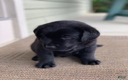 Labrador Retriever dogs for sale: Ruger - Image 1