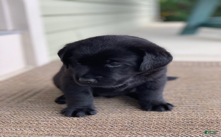 Labrador Retriever dogs for sale - Ad 1
