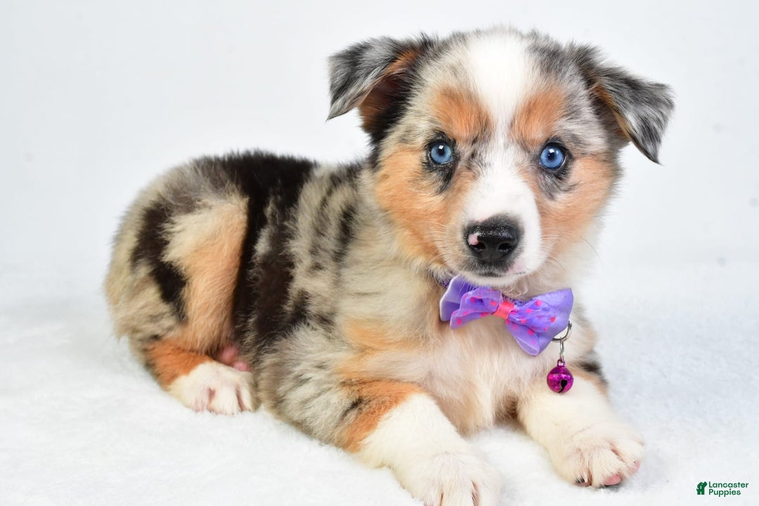 Miniature Australian Shepherd dogs for sale: Sky - Image 5