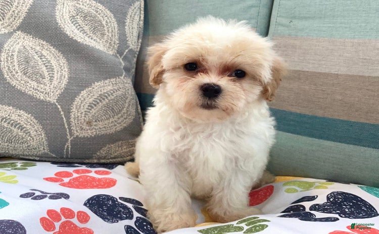 Havapoo dogs for sale - Ad 1