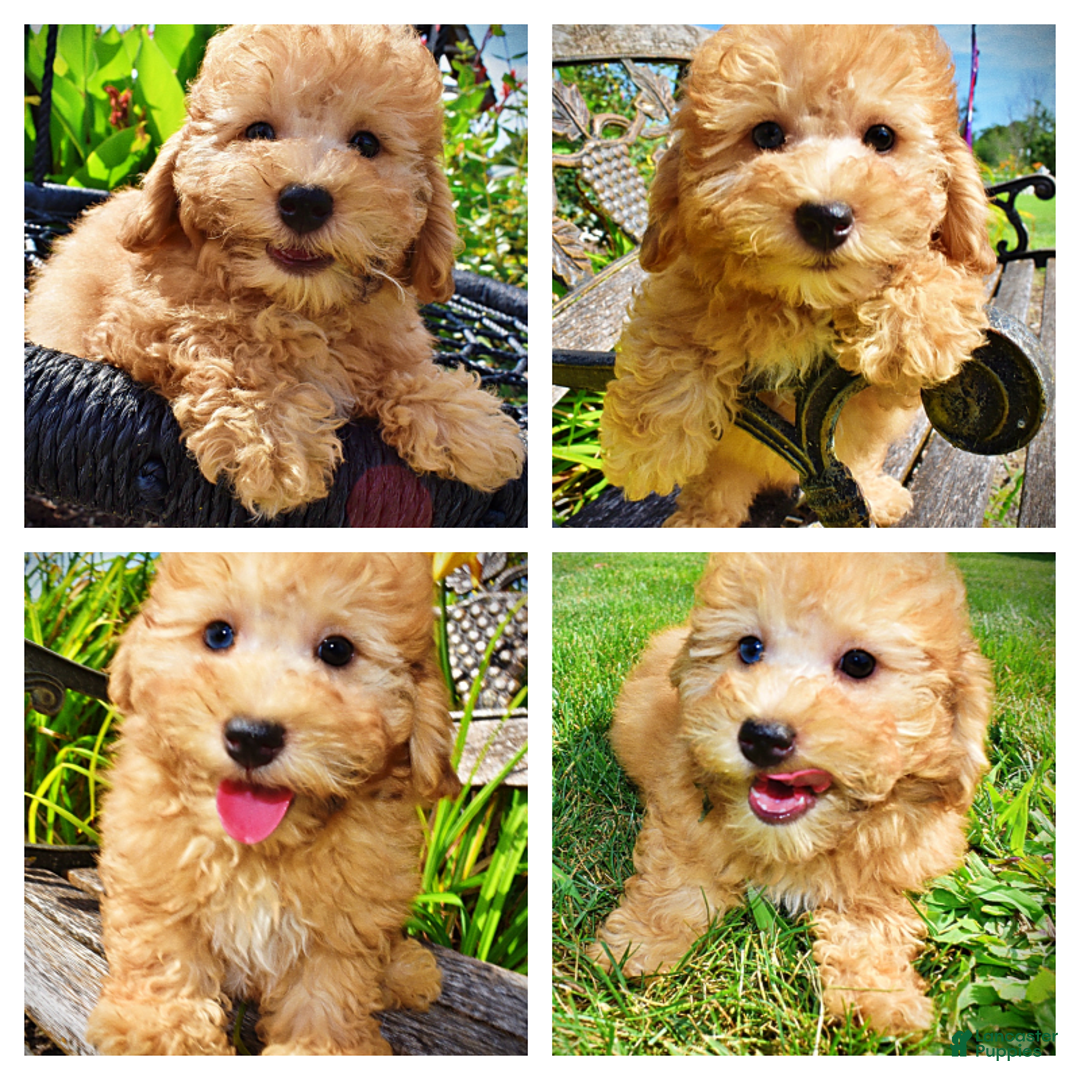 Havapoo dogs for sale: Ember - Image 7