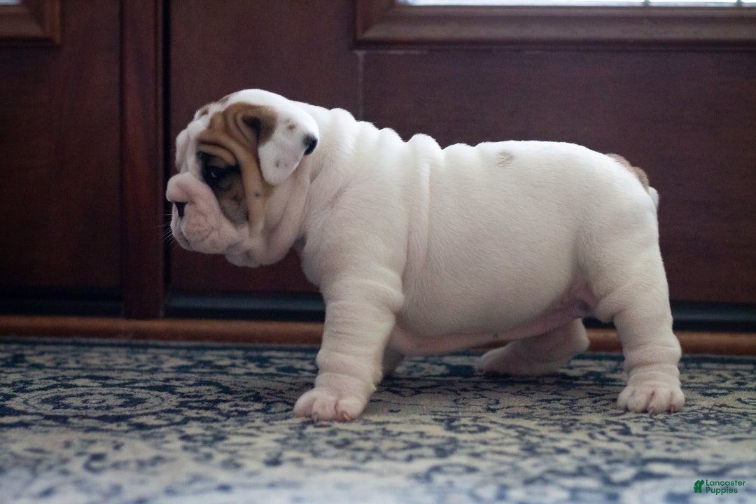 English Bulldog dogs for sale: Lola - Image 5