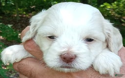 Cockapoo dogs for sale: Sugar - Image 3