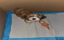Shih Tzu dogs for sale: Sleepy Brown - Image 2
