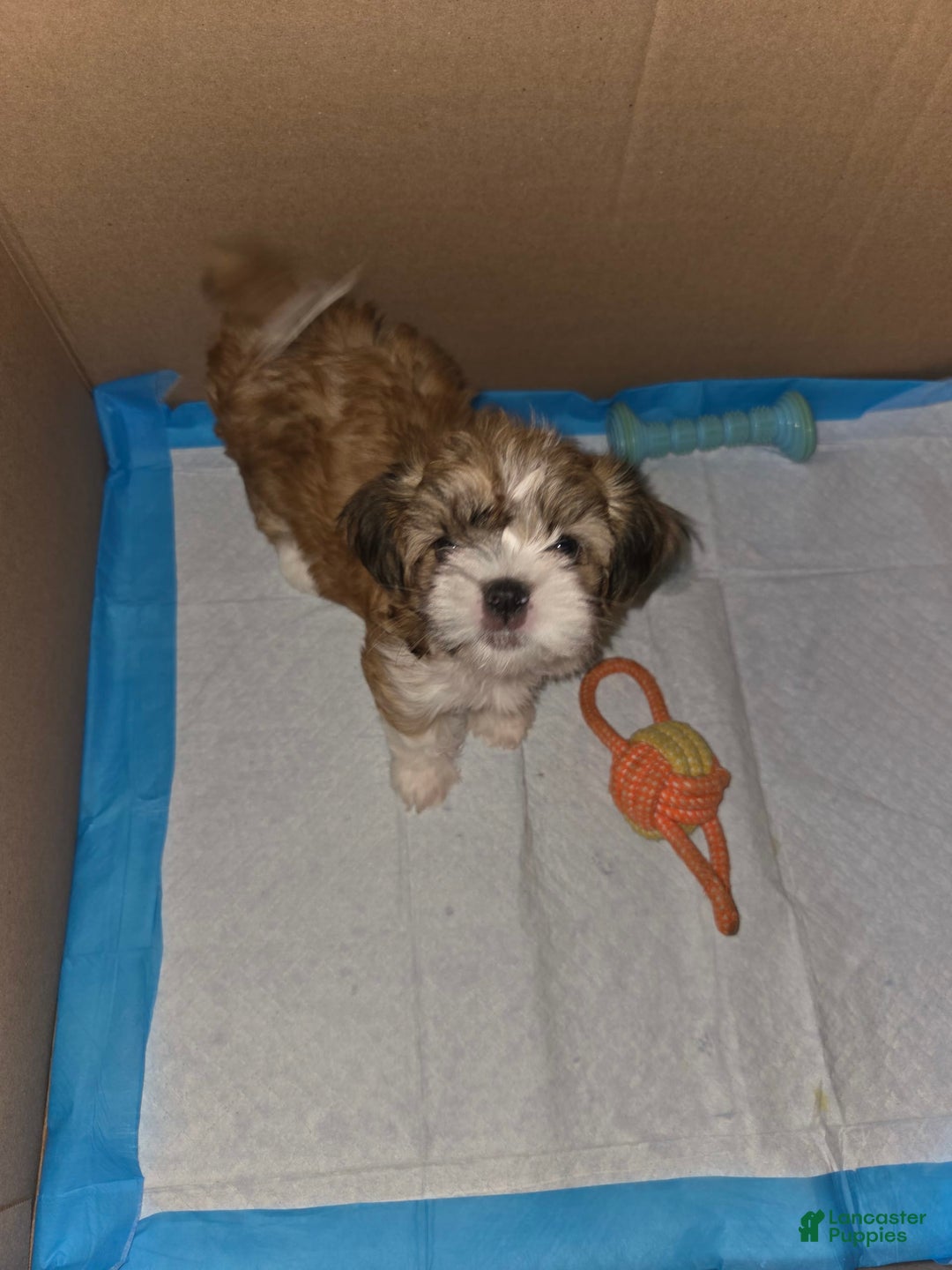 Shih Tzu dogs for sale: Sleepy Brown - Image 2