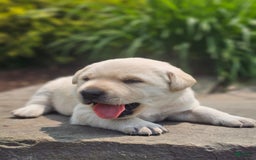 Labrador Retriever dogs for sale: Rileys Rosie - Image 11