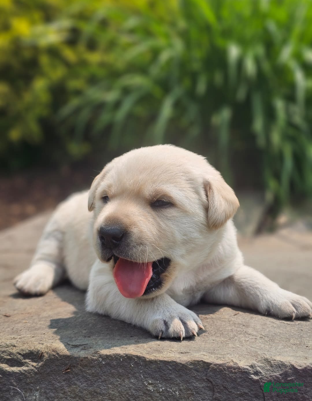 Labrador Retriever dogs for sale: Rileys Rosie - Image 11