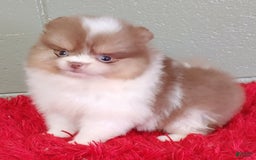 Pomeranian dogs for sale: Cindy - Image 1