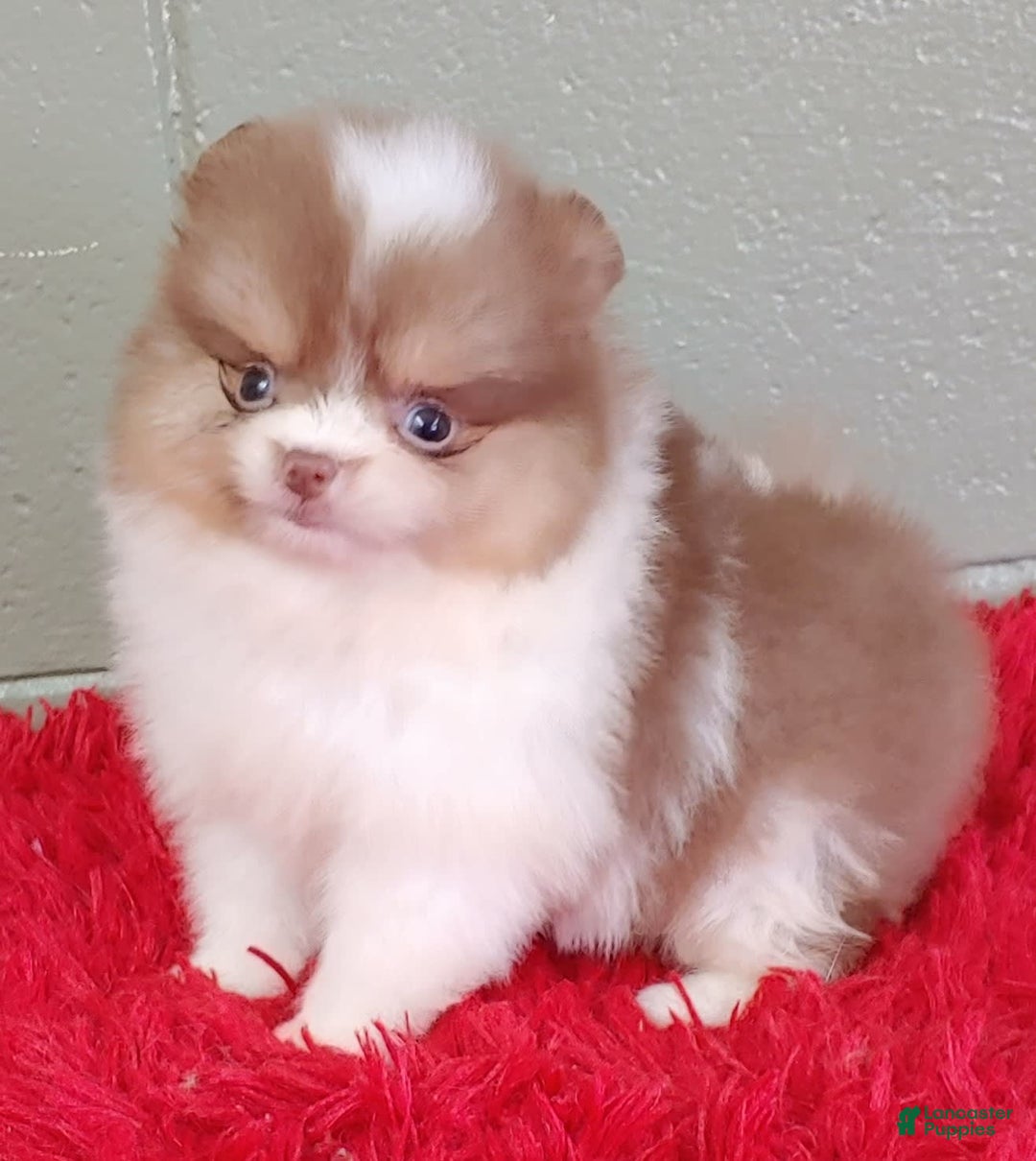 Pomeranian dogs for sale: Cindy - Image 1